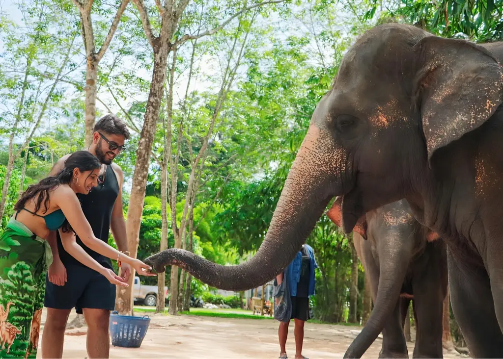 Green-elephant-sanctuary-7